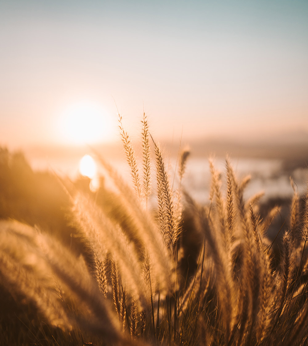 ble-dans-le-soleil-levant Chaleur et confiance